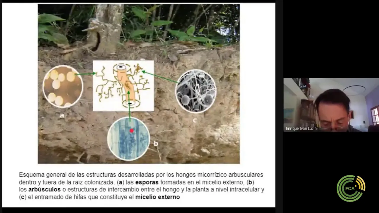 Teórico Nº8: Disponibilidad de Nutrientes para las plantas (Parte 5)