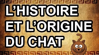 le chat son origine et lhistoire de sa domestication