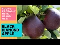 Why Black Diamond Apples Are So Rare?