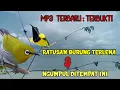 Download Lagu MIKAT BURUNG KECIL|Suara Pikat Pleci Dan Sogon Ribut Paling Ampuh