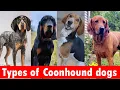 6 Types of Coonhound dog breeds Types of Coonhound dogs