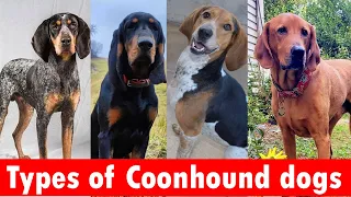 6 Types of Coonhound dog breeds Types of Coonhound dogs
