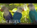 Download Lagu Lovebird Chirping Sounds - The Blues