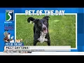 TV5 Pet of the Day Meet Daytona