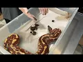 WHAT DOES SNAKE POOP LOOK LIKE GROSS