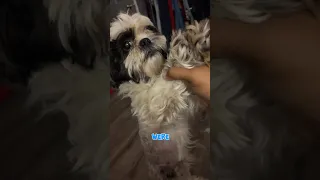 يا فتاة  نحن نعتني بمو مو اليوم    دندنها