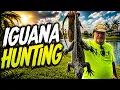 Hunting GIANT Invasive Iguanas With An Air Rifle South Florida Removal Gets INTENSE