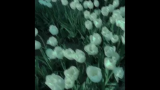 nessa barrett love looks pretty on you slowed u0026 reverb 