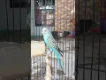 Download Lagu Parkit Jantan Cere Biru #parkit #ternakparkit #freefly #parkitgacor #parkitaustrali #budgies