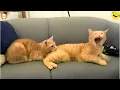 Download Lagu Try Not To Laugh at These Funniest Cat 🐱 \u0026 DOGS 🐶 Videos  | Part 3