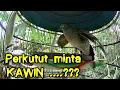 Download Lagu Perkutut lokal minta kawin Wajib di lihat