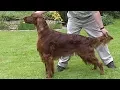 Dog Breed Irish Setter