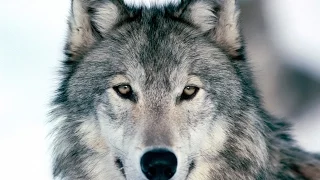 u2 raised by wolves