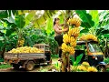 Download Lagu Harvesting Many Big Bunches of Bananas, Use Truck Transport Banana Goes To Market Sell
