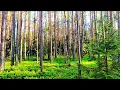 Download Lagu Vogelzang voor ontspanning en slaap 🌿 Natuurgeluiden voor stressverlichting