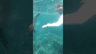 This is the Galapagos… #shorts