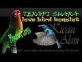 Download Lagu Terapi Suara Lovebird Konslet 30 Menit - Kicau Alam - Kicau Mania - Suara Burung