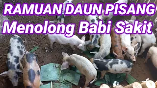 Download Ramuan Daun Pisang Bisa Atasi Babi Anak Mati Di Dalam Kandungan-Air Susu Kurang-Tidak Bisa Keluar MP3