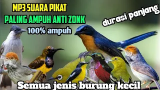 Download SUARA PIKAT BURUNG KECIL TERBUKTI AMPUH DIJAMIN LANGSUNG NYAMBER MP3