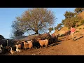 Download Lagu Irmak Kenarında Yaşam: Keçiler ve İnsan - 4K Belgesel