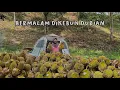 Download Lagu Bermalam Di Hutan Demi durian guys #adventure #minivlog #adayinmylife