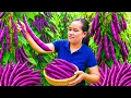 Download Lagu Panen Kacang Ungu \u0026 Sayuran Segar untuk Dijual – Menanam Musim Baru Kacang Ungu di Rumah