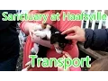 Volunteering at the Sanctuary at Haafsville Month 6