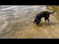 Finn s First Swim at 5 Months Old