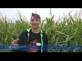 Cornbelly s Corn Maze makes USA Top 10 list