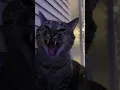 Lagu My CAT sings Alice In Chains #shorts #catvideos