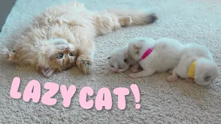 Worst Kitten Babysitter