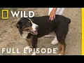 The Fourth of Pol-Ly Full Episode The Incredible Dr Pol