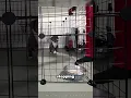 How Impulse Control Training Works