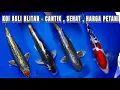 Download Lagu Garansi Hidup Sampai Rumah - COD Aman ‼️ Caca Koi Blitar