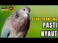 Download Lagu 100% Ampuh Memaksa Lawan Agar Bunyi - Suara Tekukur KUK 2 Gacor Emosi