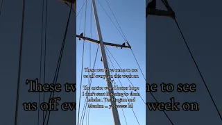 Huginn and Muninn are ready to sail damnit ! Odin walks among you . #fyp #dream #sailing  #wildlife