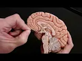 Brain Anatomy Review and Quiz