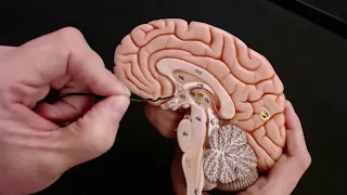 Brain Anatomy Review and Quiz