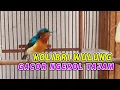 Download Lagu KOLIBRI WULUNG GACOR NGEROL SUARA JERNIH BAHAN MATERI MASTERAN