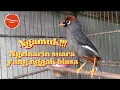 Download Lagu variasi suara burung poksay mandarin yang jarang keluar