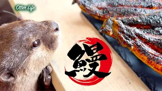 うなぎ焼いたらカワウソがすっ飛んできた