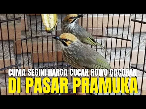 Download MP3 GAWAT !!! HARGA BURUNG CUCAK ROWO GACORAN 2024 JADI CUMA SEGINI DI PASAR PRAMUKA !