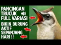 Masteran trucukan gacor ngalas tarung ropel paling bagus untuk pancingan trucukan agar bunyi nyaut