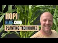 Hopi Blue Corn Wind and Drought Resistant