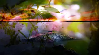 معنا نهج حياة جئنا تبصرة عن كل ضلا ل SAAFI Production 