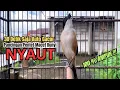 Lagu burung cendet gacor FULL ISIAN PANJANG buat PANCINGAN CENDET AGAR BUNYI jadikan BURUNG PENTET GACOR