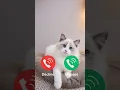 Download Lagu Hello #nadaderingtelepon #ringtone #smartphone #ringtones #music #bgm #cat #gatuno #funny #gatu