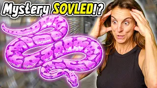 Did We Solve Brian Barczyk's Mystery Snake?