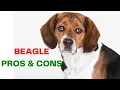 Beagle The Good The Bad and The Adorable - Pros and Cons of Owning a Beagle