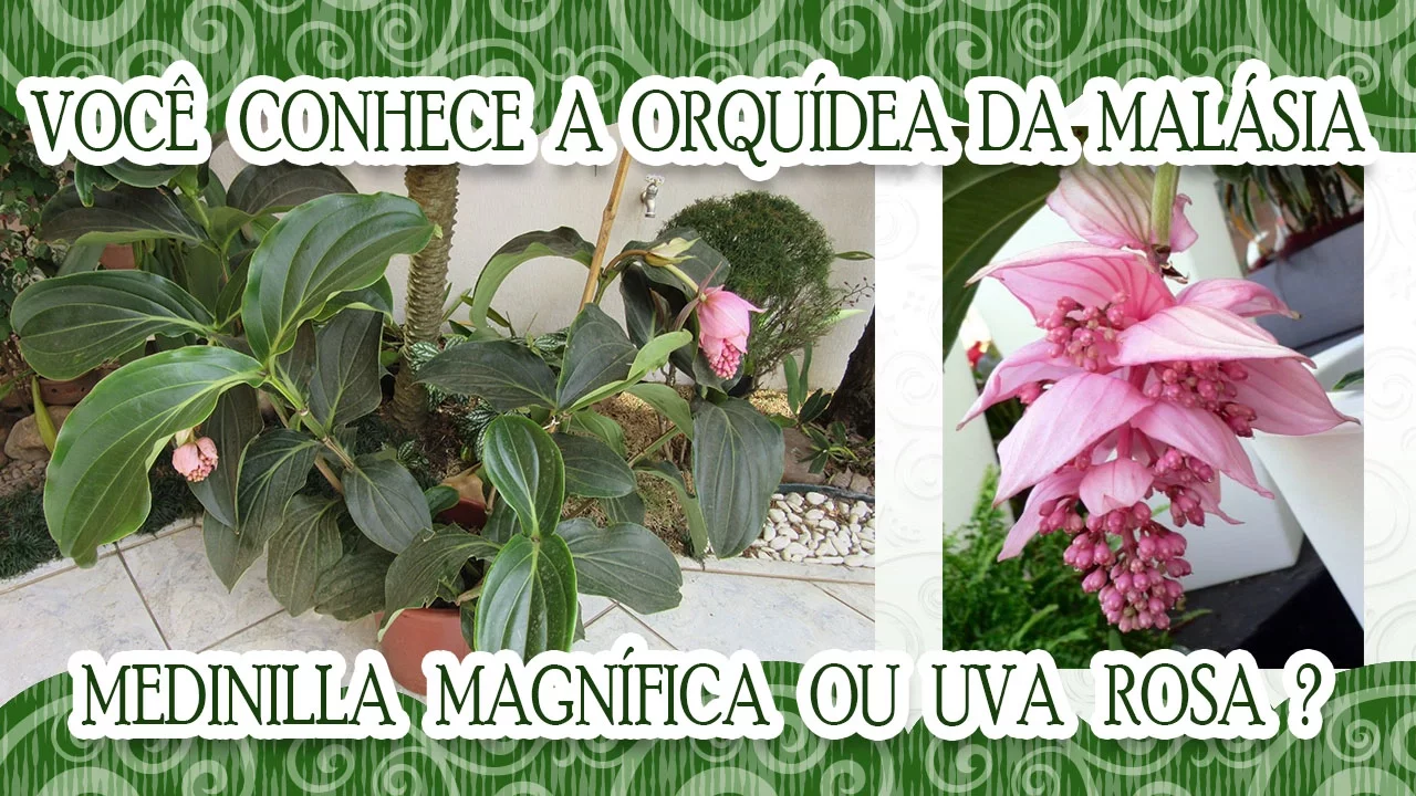 ORQUÍDEA DA MALÁSIA (MEDINILLA MAGNÍFICA) OU UVA ROSA